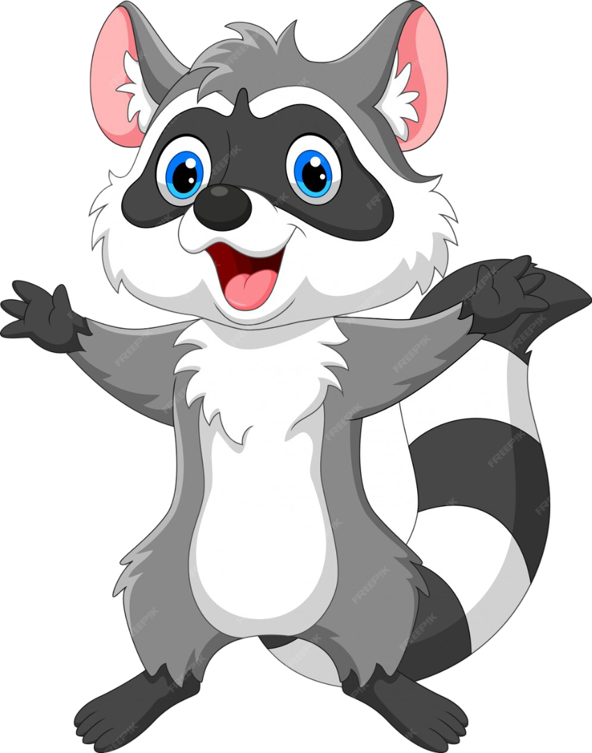 raccoon